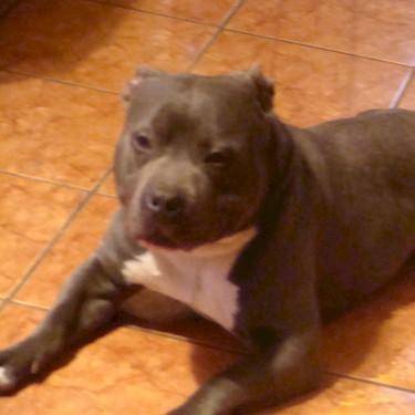 Griffins Ghost Pit Bull.jpg